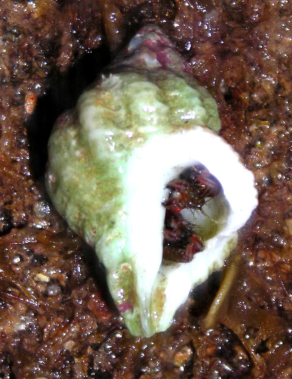 Gasteropodi pagurati...